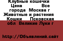 Клубные кошечки › Цена ­ 10 000 - Все города, Москва г. Животные и растения » Кошки   . Псковская обл.,Великие Луки г.